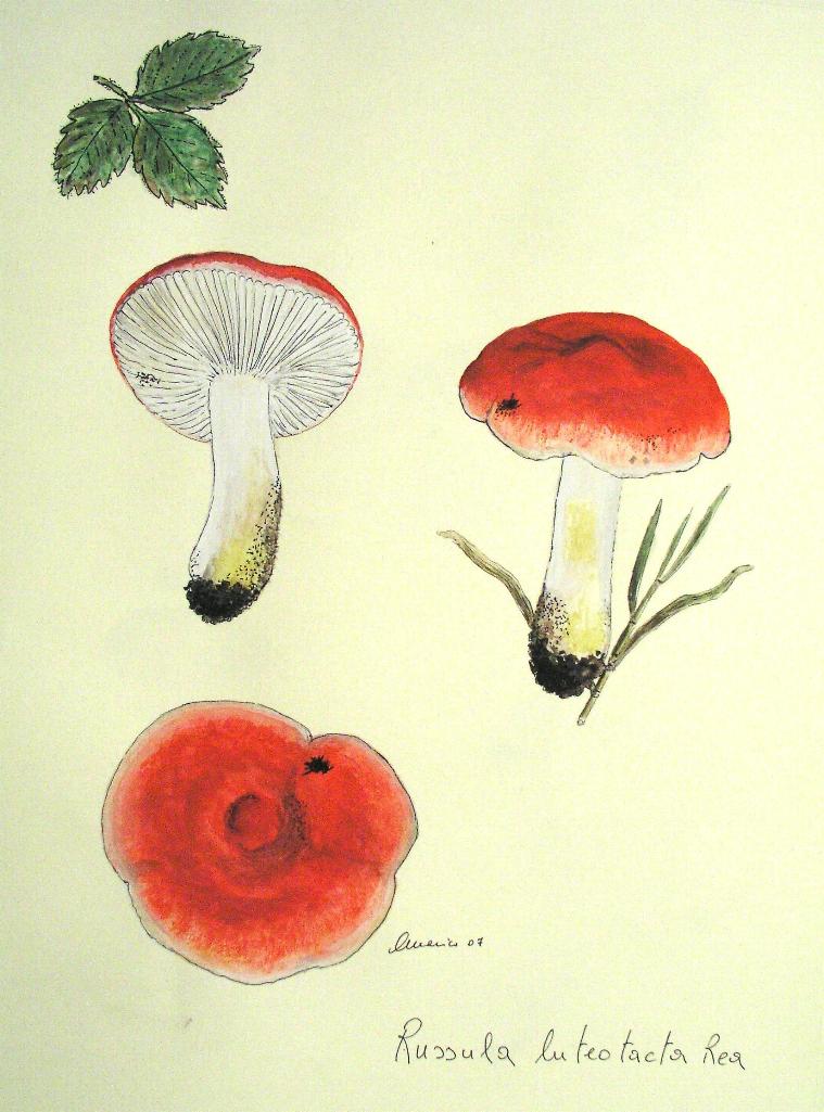 Russula luteotacta  Rea